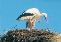 cigogne
